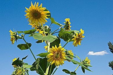 Aniplex.exe宣布第二部作品 《漂浮山丘》2023年登陆PC